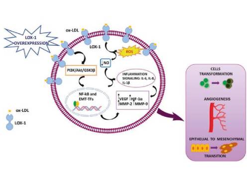 cardiovascular health 