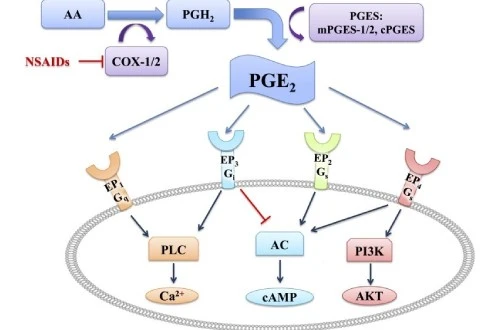 PGE2